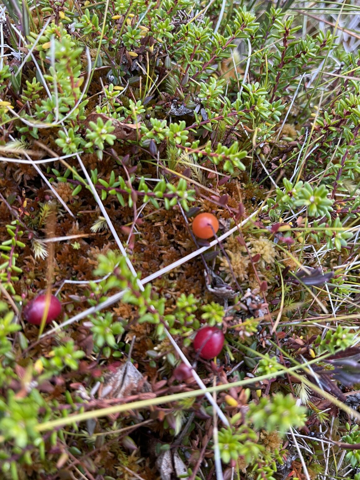 Hur växer tranbär? På trådar.