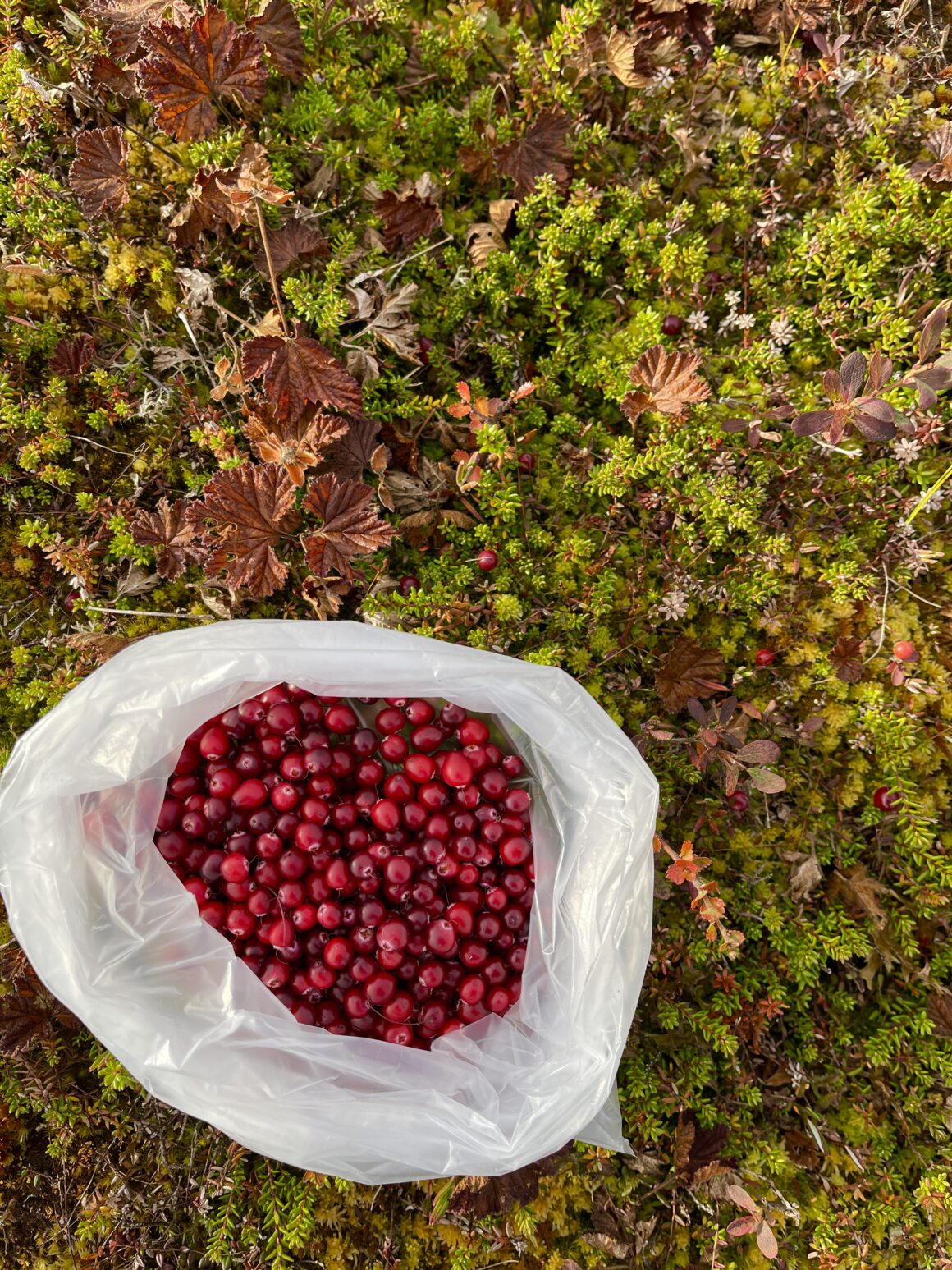 Tranbär Vemdalen Härjedalen