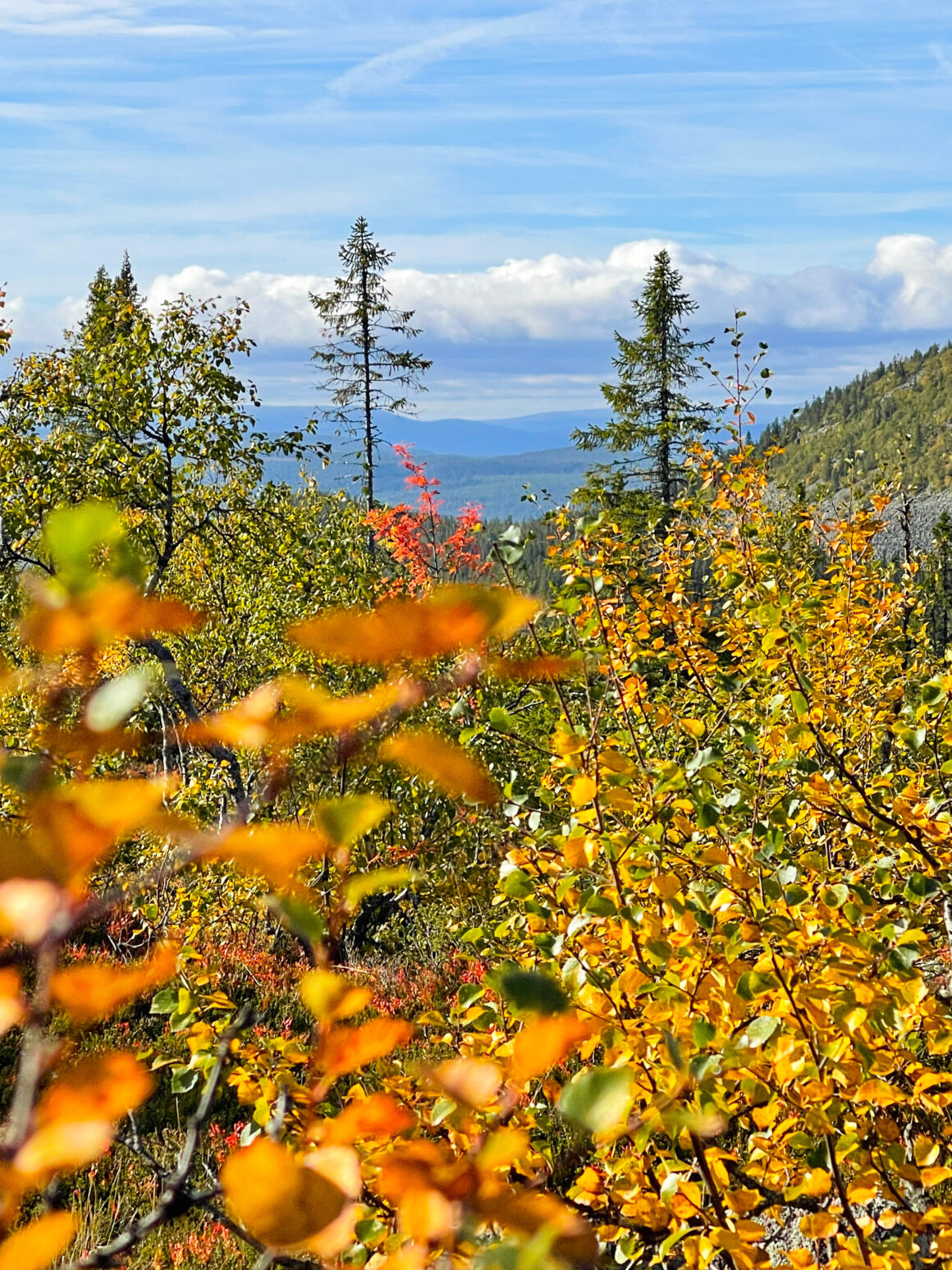 Höstens färgpalett är dopad!