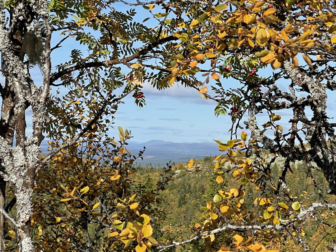 Fjäll i Vemdalen. Höstfärger. Härjedalen