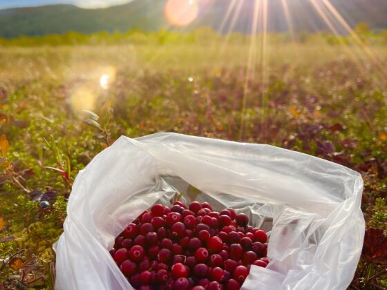 Tranbärsplockning vid en myr i solnedgång. Vemdalen Härjedalen Norrland