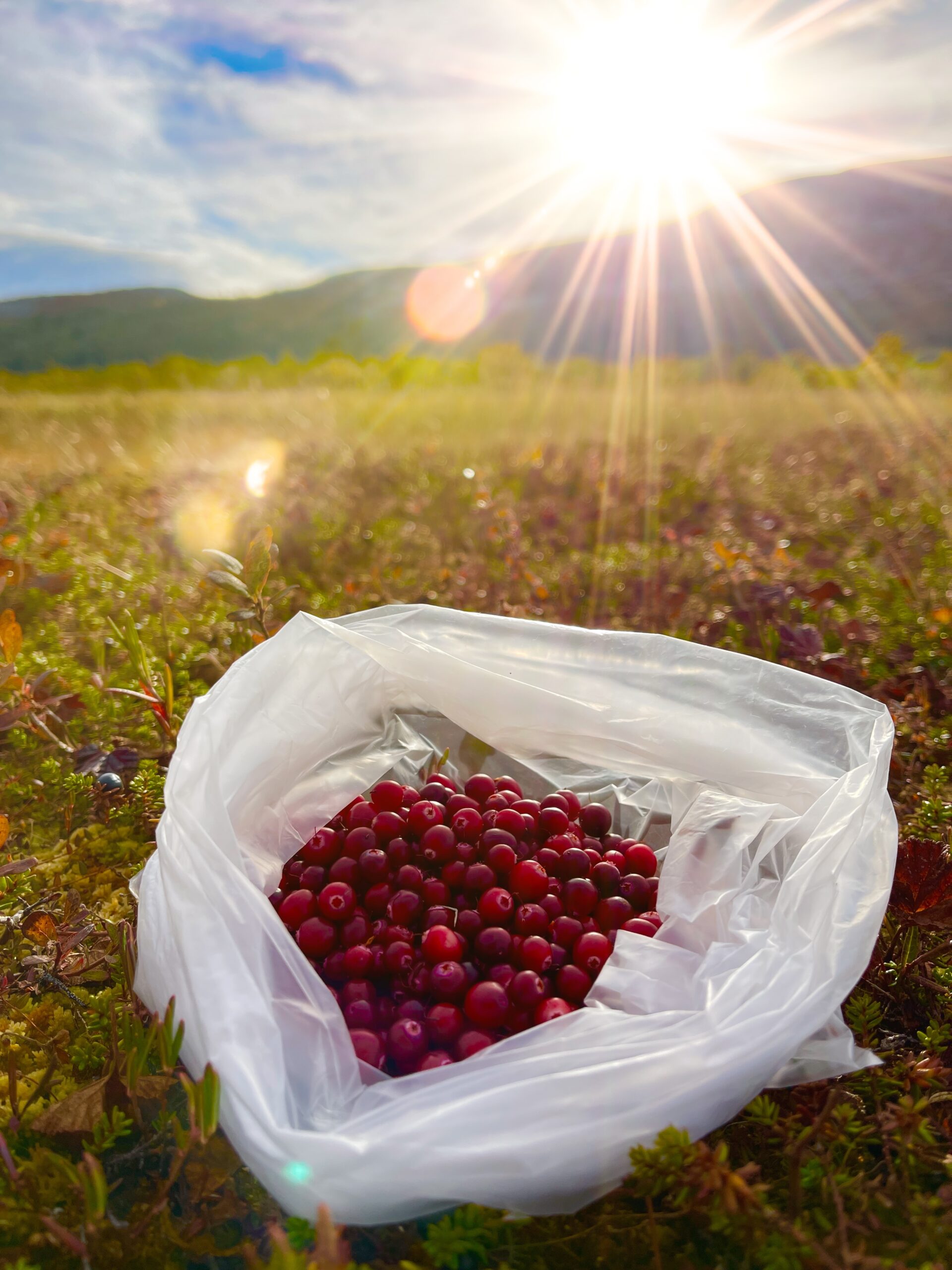 Tranbärsplockning vid en myr i solnedgång. Vemdalen Härjedalen Norrland