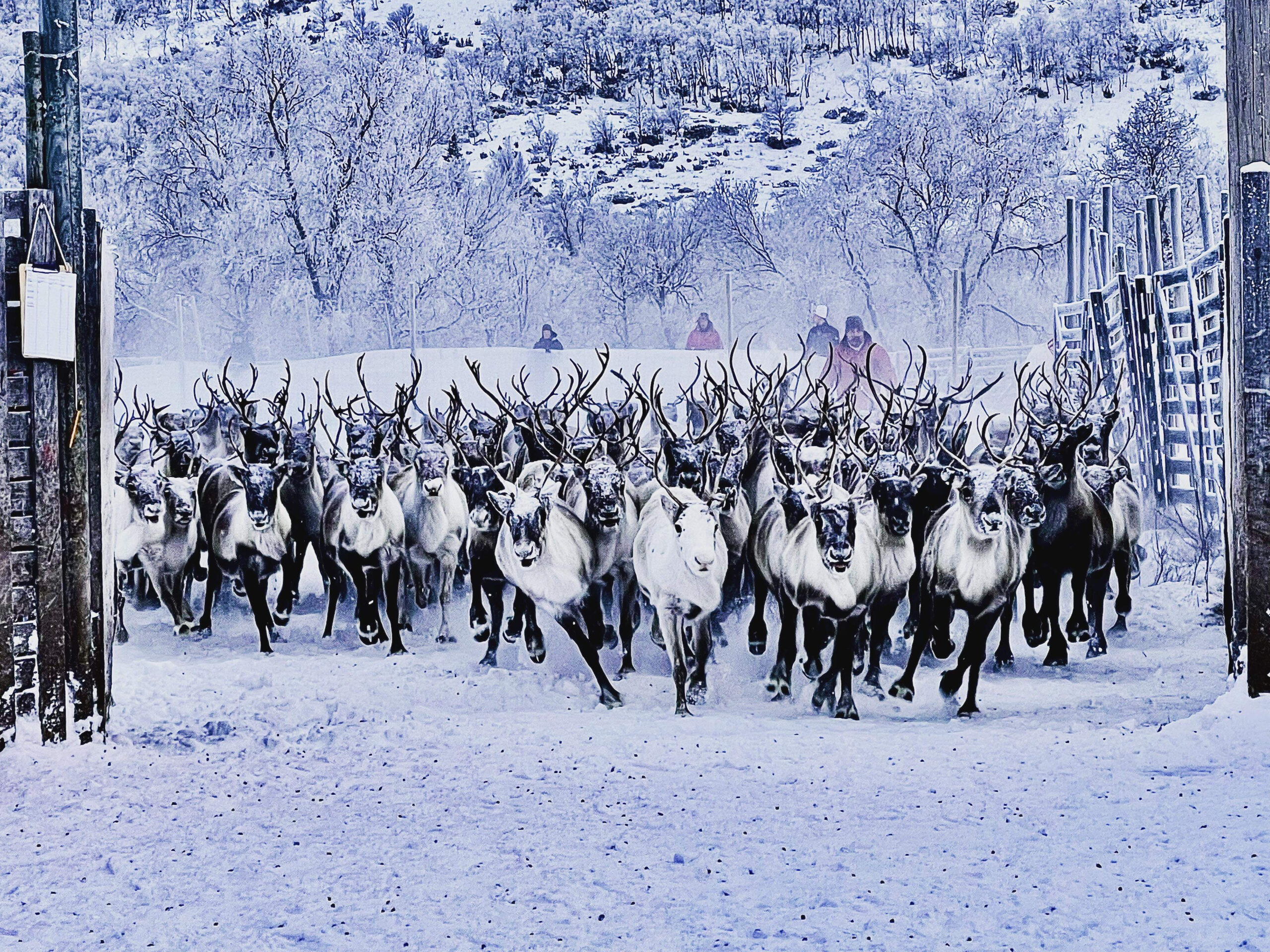 Renar Mittådalens sameby