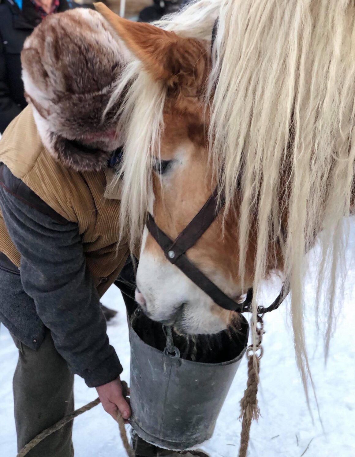 Hästen och hans forbonde